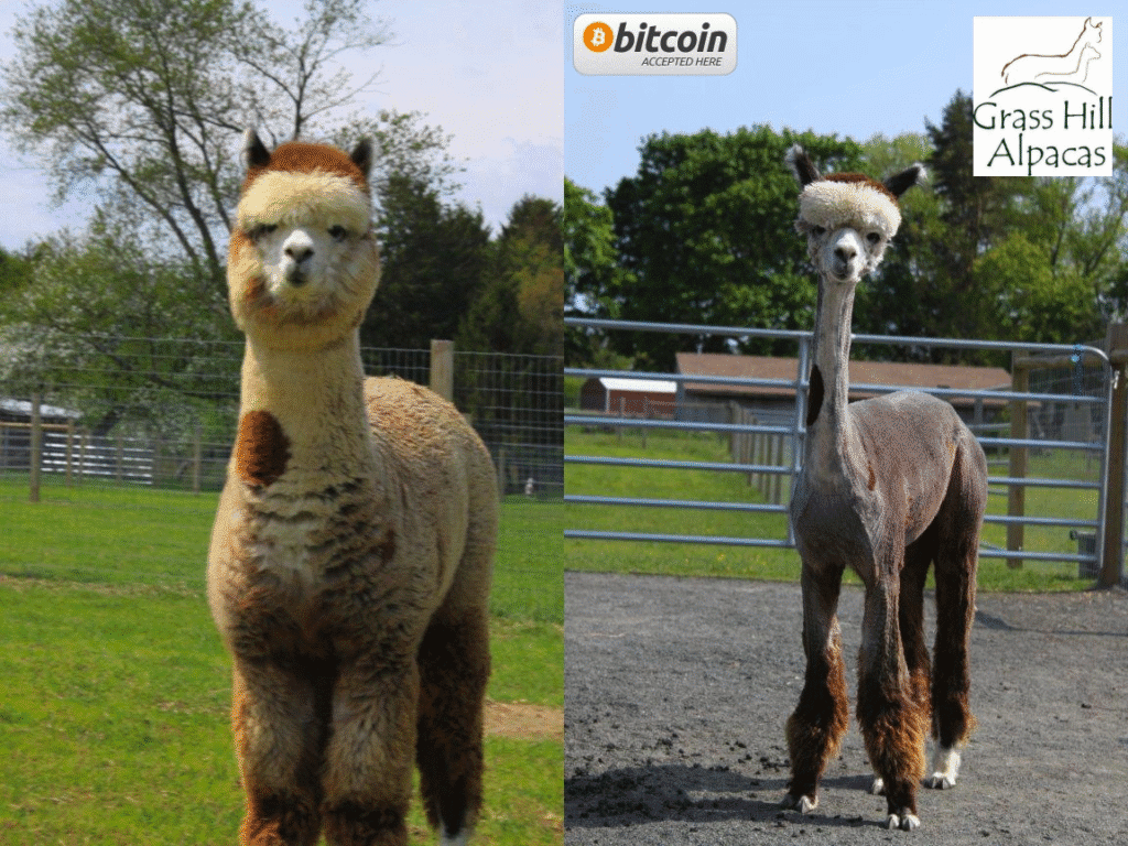 Motiv Builds Bitcoin Circular Economies, Empowering 750+ Peruvian Families Weekly